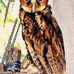 Минданаоская сплюшка / Otus mirus