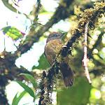 Uniform Antshrike / Thamnophilus unicolor