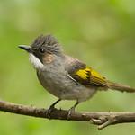 Ashy Bulbul / Hemixos flavala