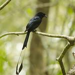 Greater Racket-tailed Drongo / Dicrurus paradiseus