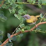 Желтогрудый апалис / Apalis flavida