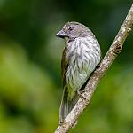 Пёстрый сальтатор / Saltator striatipectus