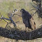Горная агуйя-отшельник / Buteogallus solitarius