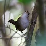 Cozumel Wren / Troglodytes beani