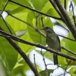 Биакская пеночка / Phylloscopus misoriensis