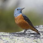 Пёстрый каменный дрозд / Monticola saxatilis