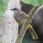 Olive-winged Bulbul / Pycnonotus plumosus