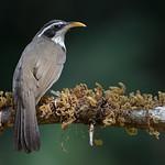 Indian Scimitar Babbler / Pomatorhinus horsfieldii