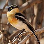 Pririt Batis / Batis pririt