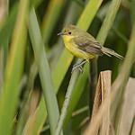Subtropical Doradito / Pseudocolopteryx acutipennis