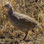 Натальский франколин / Pternistis natalensis