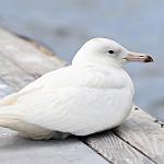 Бургомистр / Larus hyperboreus
